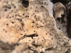 Spirographa pyramidalis