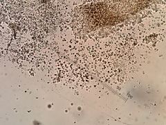 Spirographa pyramidalis