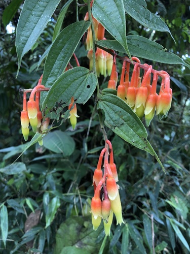 Psammisia ecuadorensis, 2024-07-02