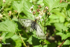 Parnassius stubbendorfii