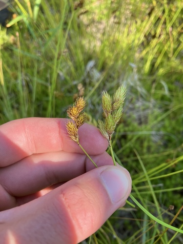 Dawn-land sedge (Carex waponahkikensis)