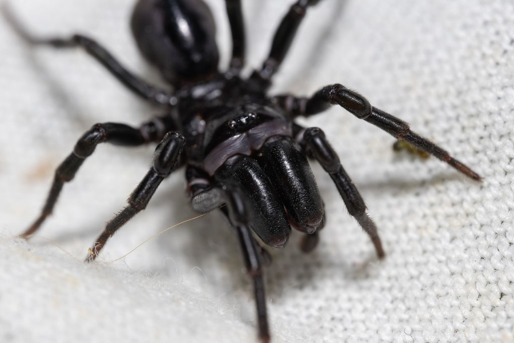 Atypus piceus