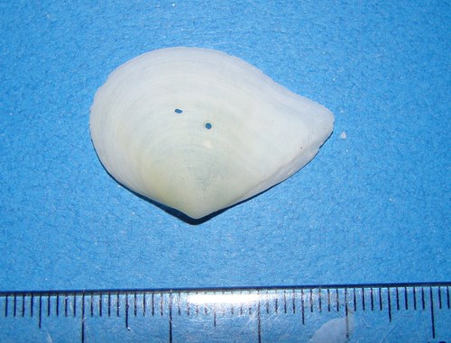 Semelidae