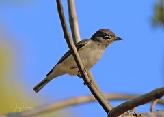 Vireo plumbeus