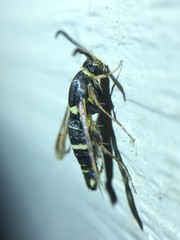 Synanthedon decipiens