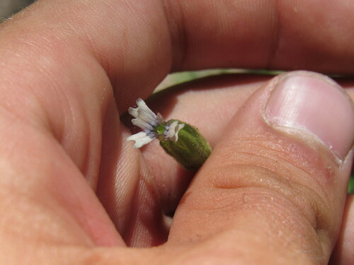 Image of Silene drummondii by (c) Anders Hastings, some rights reserved (CC BY)