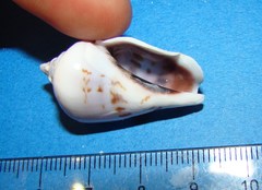 Gibberulus gibberulus