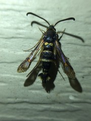 Synanthedon decipiens