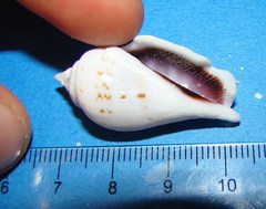 Gibberulus gibberulus