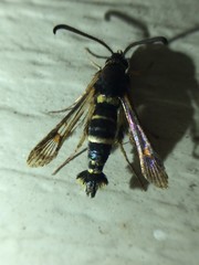 Synanthedon decipiens