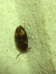 Mycetophagidae