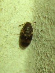 Mycetophagidae