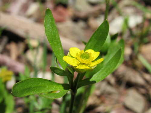 Image of Ranunculus inamoenus by (c) Anders Hastings, some rights reserved (CC BY)