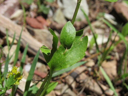 Image of Ranunculus inamoenus by (c) Anders Hastings, some rights reserved (CC BY)