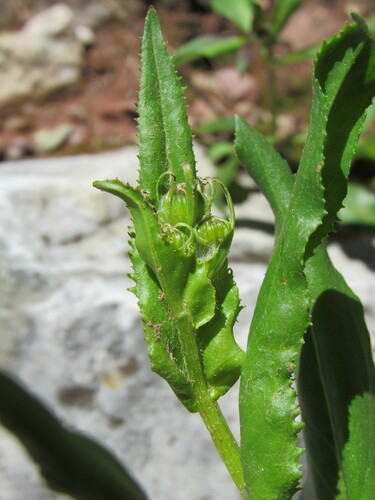 Image of Senecio crassulus by (c) Anders Hastings, some rights reserved (CC BY)