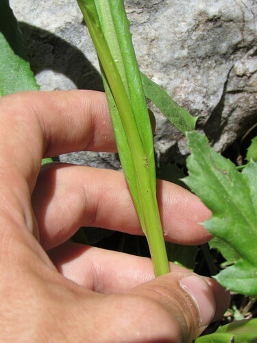 Image of Senecio crassulus by (c) Anders Hastings, some rights reserved (CC BY)