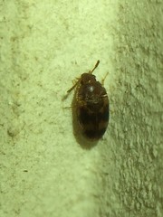 Mycetophagidae