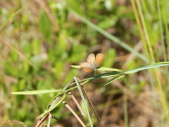 Brephidium pseudofea