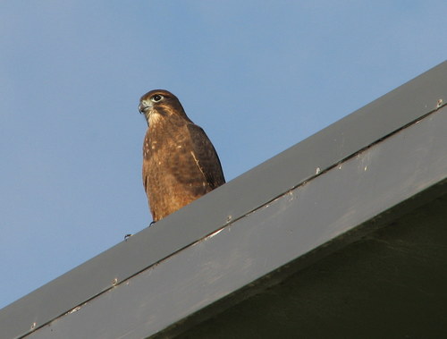 Falco novaeseelandiae