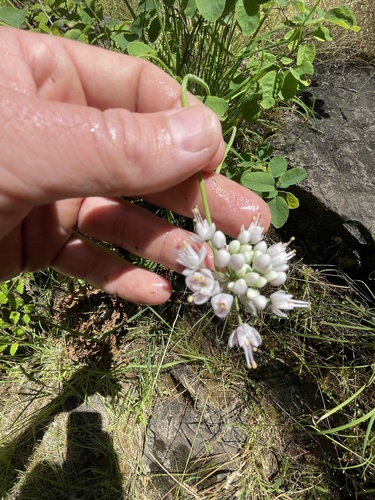Allium cernuum, photographed by an iNaturalist contributor