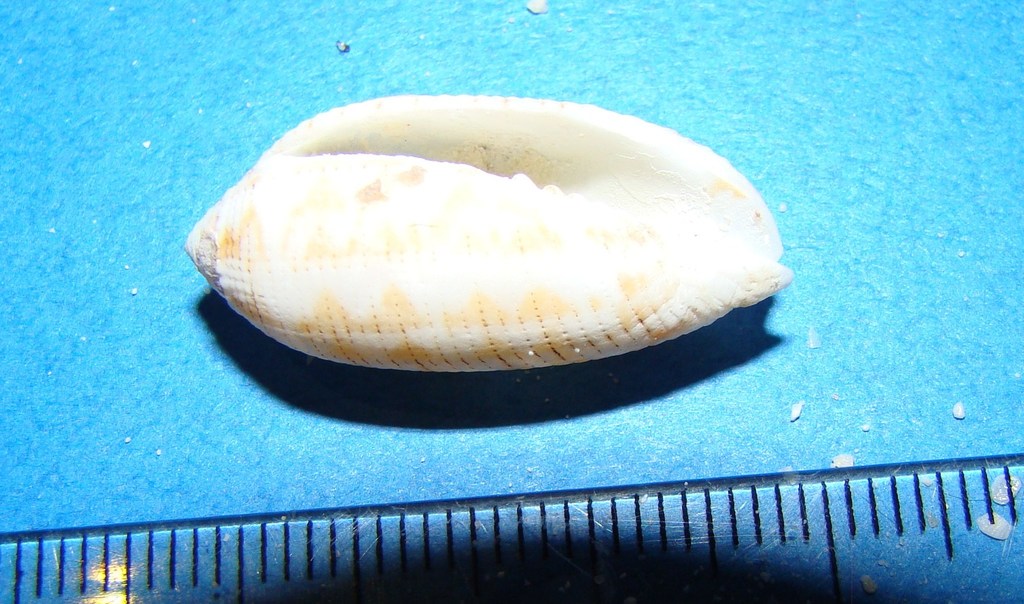 Pterygia crenulata