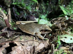 Pristimantis peruvianus