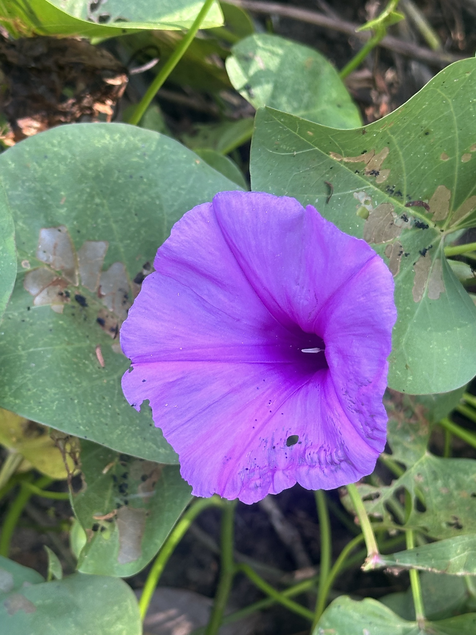Ipomoea asarifolia