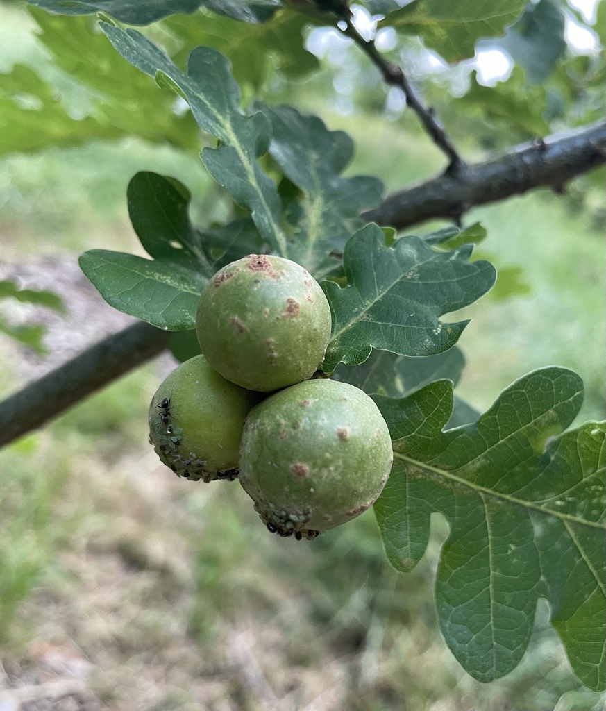 Oak Marble Gall Wasp from Hilly Fields, London, England, GB on July 4 ...