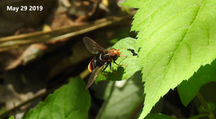 Dideoides coquilletti