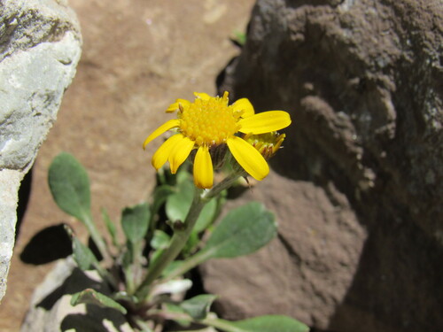 Image of Packera werneriifolia by (c) Anders Hastings, some rights reserved (CC BY)