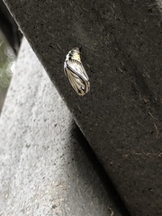 Phryganidia californica