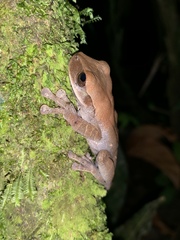 Osteocephalus deridens