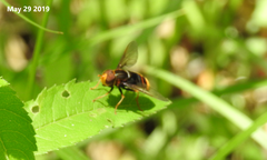 Dideoides coquilletti