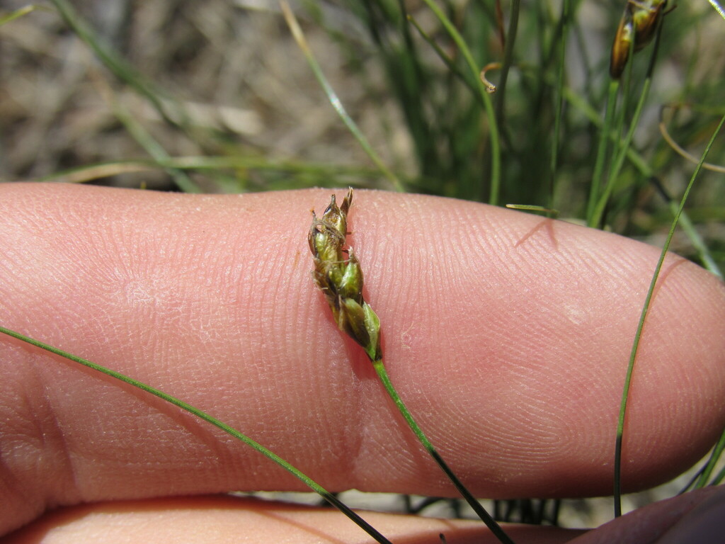 Blackroot sedge (Carex elynoides)