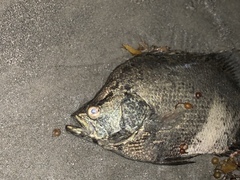 Lobotes surinamensis