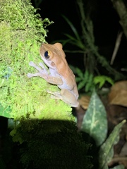 Osteocephalus deridens