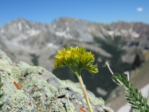 Image of Ivesia gordonii by (c) Anders Hastings, some rights reserved (CC BY)