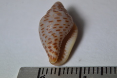 Columbella mercatoria