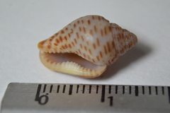 Columbella mercatoria