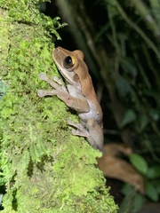 Osteocephalus deridens