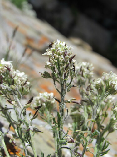 Image of Smelowskia americana by (c) Anders Hastings, some rights reserved (CC BY)