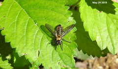 Laphriini