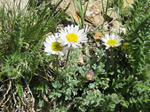 Image of Erigeron vagus by (c) Anders Hastings, some rights reserved (CC BY)