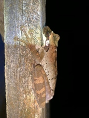 Osteocephalus planiceps