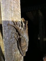 Osteocephalus planiceps