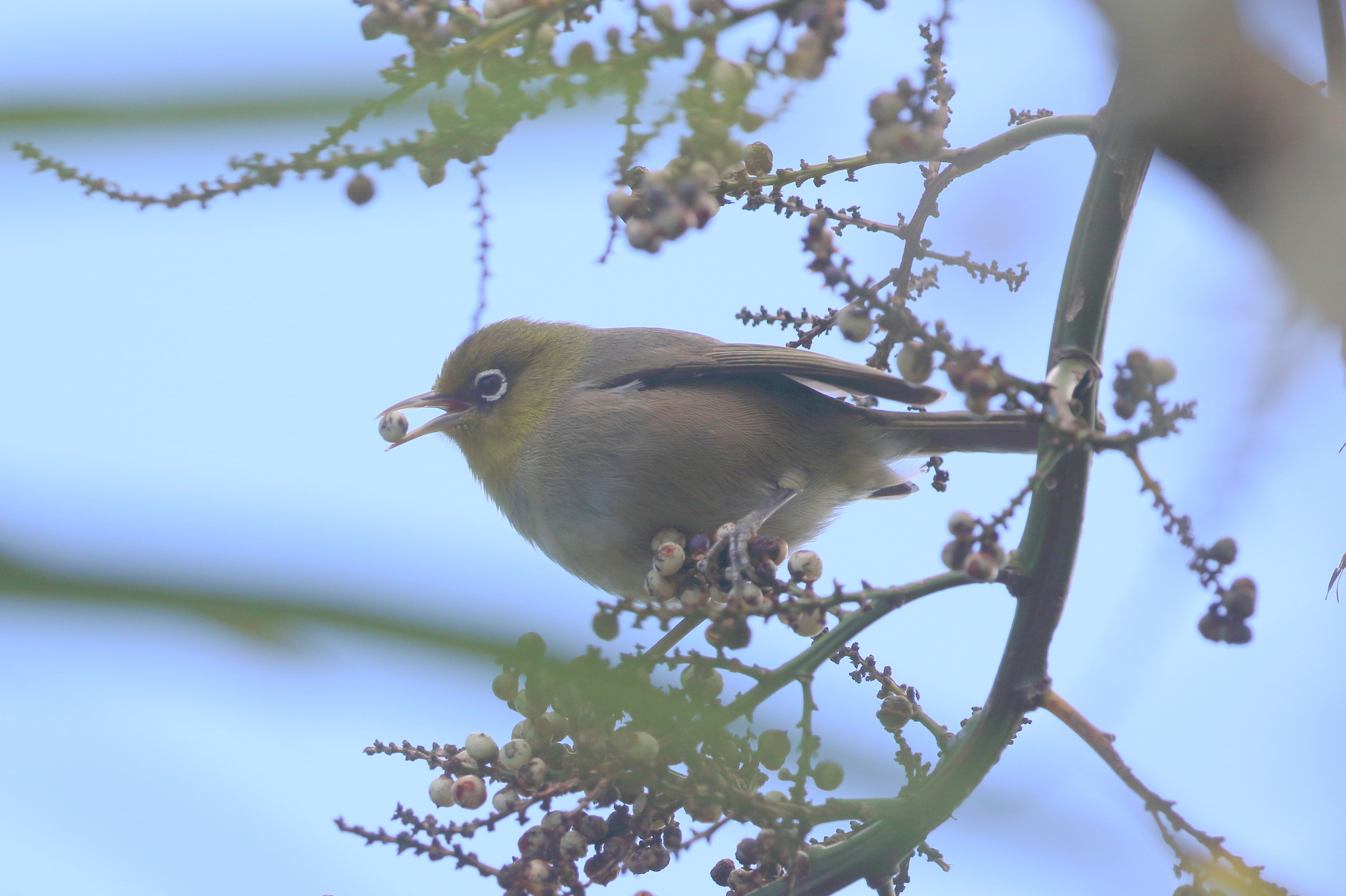 Slender-billed White-eye (Zosterops tenuirostris), photo 2