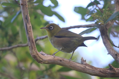Slender-billed White-eye (Zosterops tenuirostris)