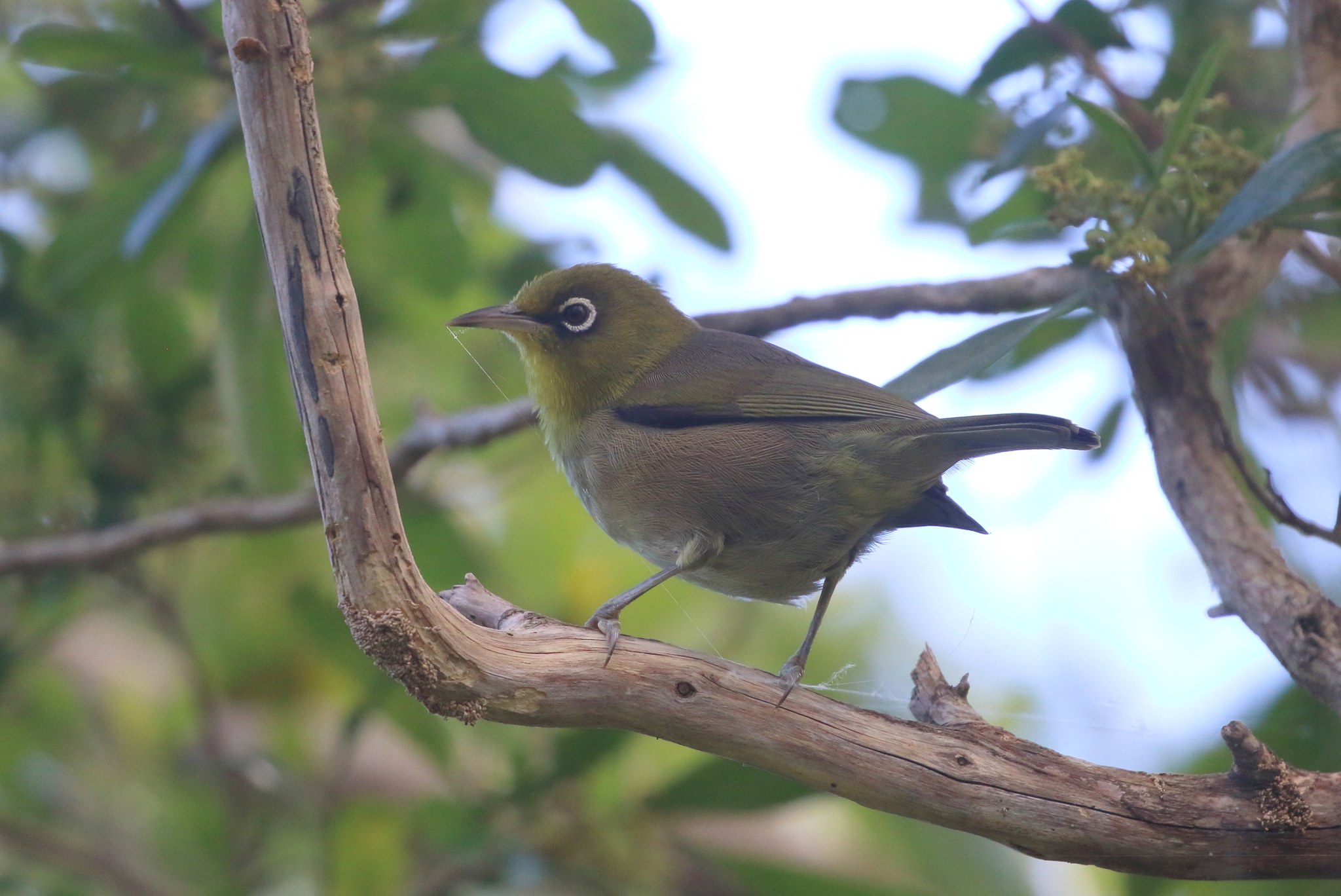 Slender-billed White-eye (Zosterops tenuirostris), photo 1