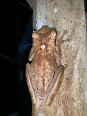 Osteocephalus planiceps