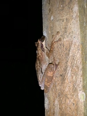 Osteocephalus planiceps